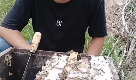 土蜂小姐姐,探寻自然之美，传承蜂文化魅力